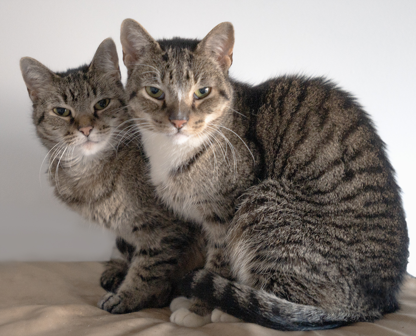 Senior Pet Home New York cat photo